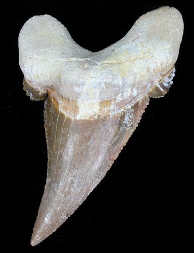 Auriculatus Shark Tooth - Dakhla, Morocco (Restored) #58424